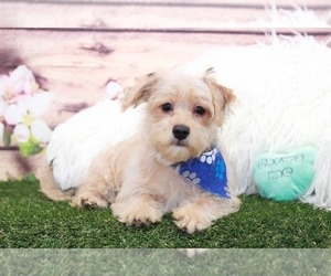 Cavachon-Yorkshire Terrier Mix Puppy for sale in MARIETTA, GA, USA