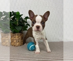Boston Terrier Puppy for sale in GREENFIELD, IN, USA