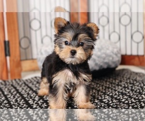 Yorkshire Terrier Puppy for sale in NAPLES, FL, USA