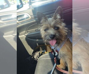 Mutt Dogs for adoption in Plymouth, MN, USA