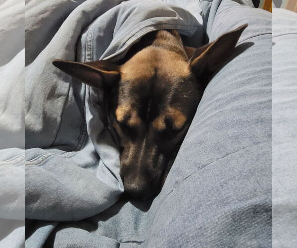 Medium Photo #2 American Pit Bull Terrier-Unknown Mix Puppy For Sale in Polson, MT, USA