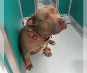 American Bulldog-Unknown Mix Dogs for adoption in Oklahoma City, OK, USA