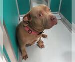 Small American Bulldog Mix