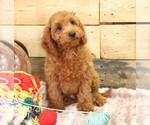 Small #6 Cavapoo
