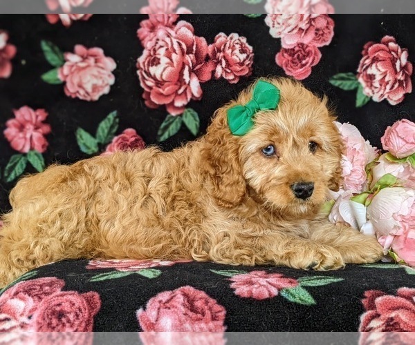 Medium Photo #5 Cocker Spaniel-Poodle (Miniature) Mix Puppy For Sale in NEW HOLLAND, PA, USA