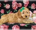 Small Photo #5 Cocker Spaniel-Poodle (Miniature) Mix Puppy For Sale in NEW HOLLAND, PA, USA