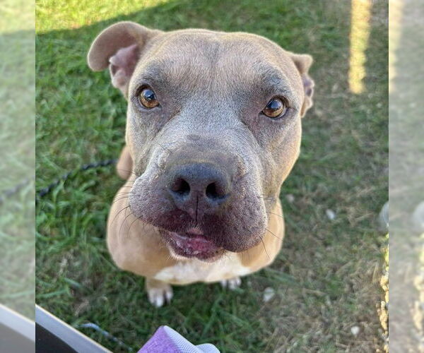 Medium Photo #2 American Pit Bull Terrier-Unknown Mix Puppy For Sale in Louisville, KY, USA