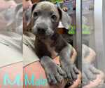 Small #2 American Pit Bull Terrier Mix