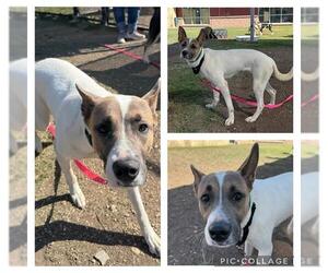 Mutt Dogs for adoption in San Antonio, TX, USA
