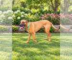 Small Photo #3 Rhodesian Ridgeback-Unknown Mix Puppy For Sale in McKinney, TX, USA