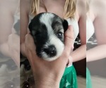 Puppy Teal Girl Schnauzer (Miniature)