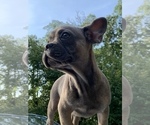 Small Photo #3 French Bulldog Puppy For Sale in BUSHKILL, PA, USA