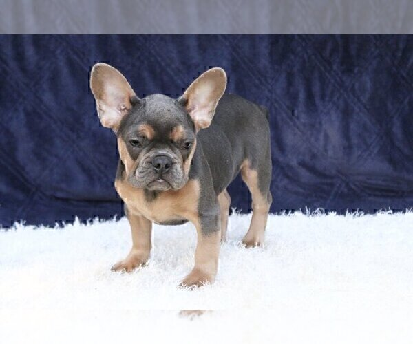 Medium Photo #1 French Bulldog Puppy For Sale in LARCHMONT, NY, USA