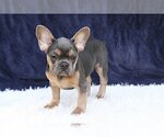 Small Photo #1 French Bulldog Puppy For Sale in LARCHMONT, NY, USA