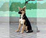 Small #7 Australian Shepherd-German Shepherd Dog Mix