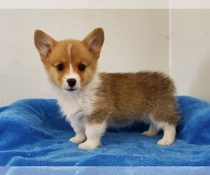 Pembroke Welsh Corgi Puppy for sale in CLARK, MO, USA