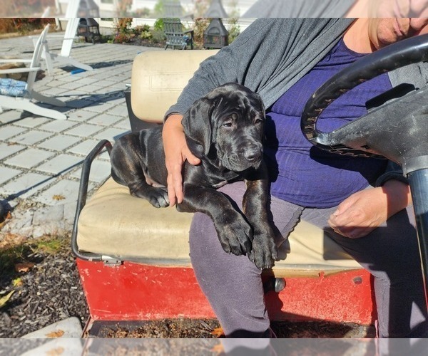 Medium Photo #9 Cane Corso Puppy For Sale in PHILLIPSTON, MA, USA