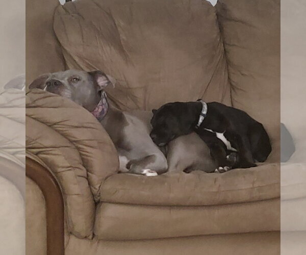 Medium Photo #4 Colonial Cocker Spaniel-Retriever  Mix Puppy For Sale in Fargo, ND, USA