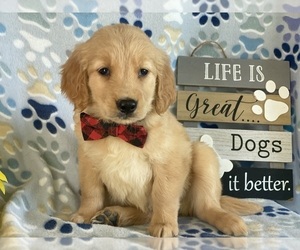 Golden Retriever Puppy for sale in LANCASTER, PA, USA