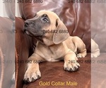 Puppy White collar M Cane Corso