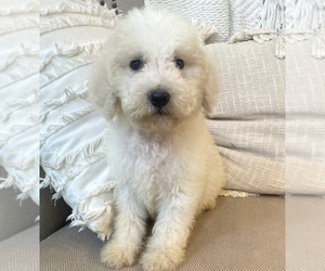 -Goldendoodle Mix Puppy for sale in MIDDLESEX, NC, USA