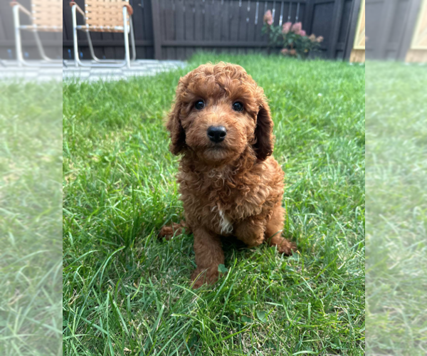 Medium Photo #8 Goldendoodle (Miniature) Puppy For Sale in MILWAUKEE, WI, USA