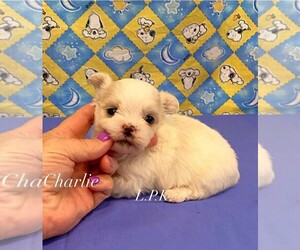 Mal-Shi Puppy for sale in WINNSBORO, LA, USA