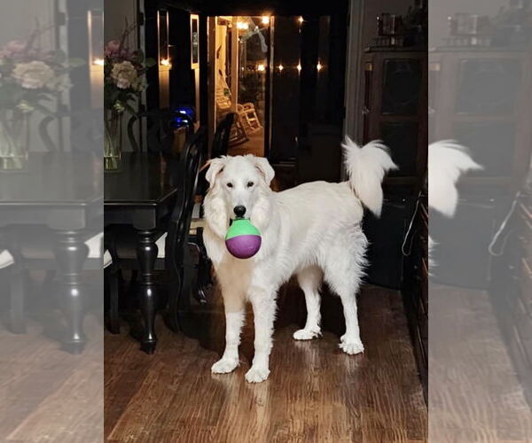 Medium Photo #7 Great Pyredane Puppy For Sale in Spring, TX, USA