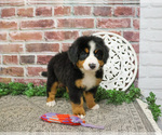 Small #7 Bernese Mountain Dog