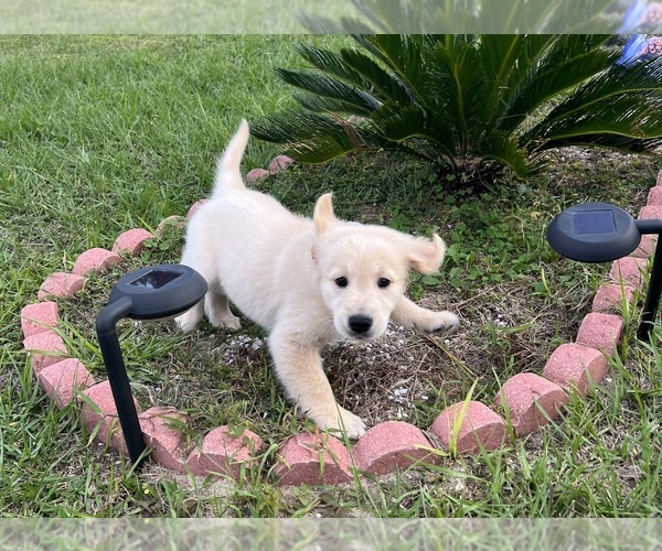 Medium Photo #5 Golden Retriever Puppy For Sale in OCALA, FL, USA