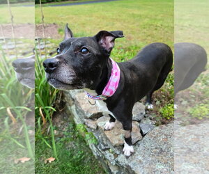 Charlotte York - Female American Pit Bull Terrier-Unknown Mix Dog for Adoption - Photo #4