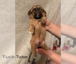Puppy Tucker Shih Apso