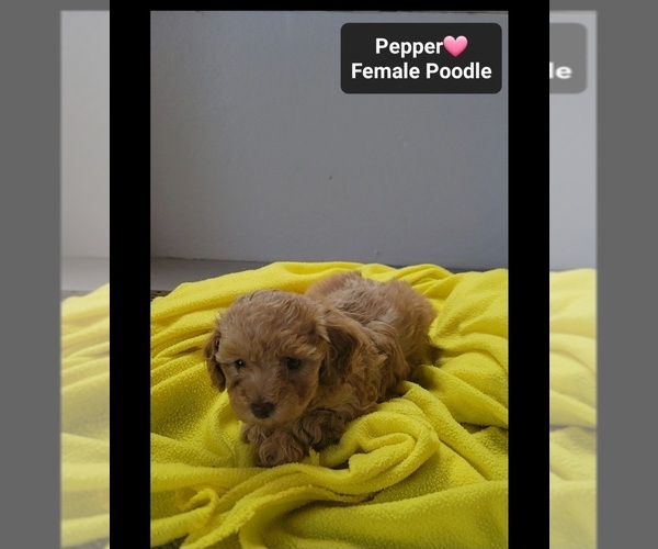 Medium Photo #2 Poodle (Toy) Puppy For Sale in TUCSON, AZ, USA