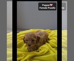 Small #1 Poodle (Toy)