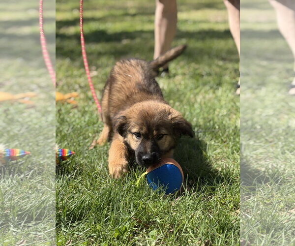 Medium Photo #2 Mutt Puppy For Sale in Yardley, PA, USA