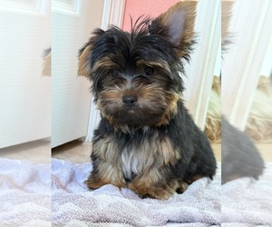 Yorkshire Terrier Puppy for sale in VALRICO, FL, USA