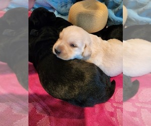 Labrador Retriever Puppy for sale in HICKORY, NC, USA