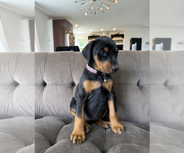 Medium Photo #16 Doberman Pinscher Puppy For Sale in PUYALLUP, WA, USA
