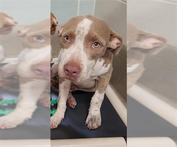 Medium Photo #1 American Staffordshire Terrier Puppy For Sale in Fort Lauderdale, FL, USA