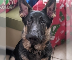 Father of the German Shepherd Dog-Weimaraner Mix puppies born on 02/10/2024