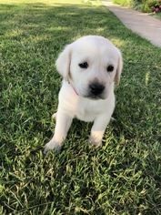 Labrador Retriever Puppy for sale in LUBBOCK, TX, USA