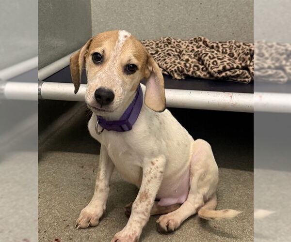 Medium Photo #1 English Coonhound-Unknown Mix Puppy For Sale in Lee's Summit, MO, USA