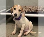 Small English Coonhound Mix