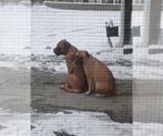 Small #22 Bullmastiff