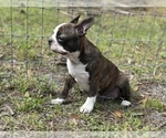 Small #6 French Bulldog