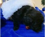 Small Photo #8 Goldendoodle Puppy For Sale in DYERSBURG, TN, USA