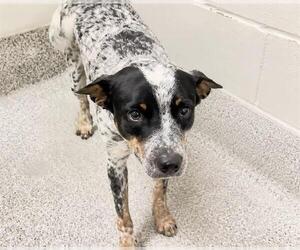Mutt Dogs for adoption in Houston, TX, USA
