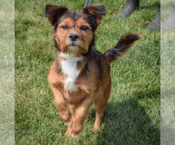 Medium Photo #5 Border Terrier-Unknown Mix Puppy For Sale in Huntley, IL, USA