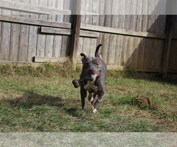 Medium Photo #3 American Staffordshire Terrier-Unknown Mix Puppy For Sale in Jackson, MS, USA