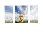 Small #3 Labrador Retriever Mix